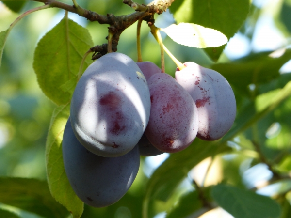 Ortenauer typ Borsumer Foto 2